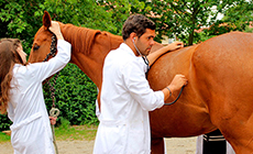 FARMACIA VETERINARIA