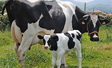 NUTRICION ANIMAL