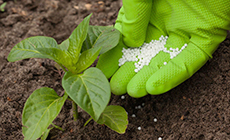 FERTILIZANTES