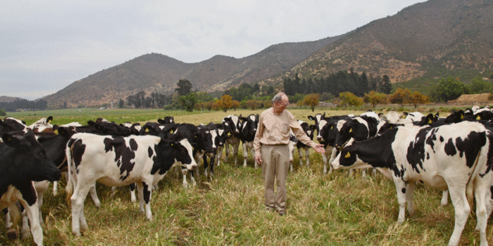 El esencial apoyo que brinda una cooperativa a los productores de leche de la Región Metropolitana
