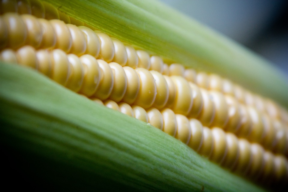 Aspectos claves en la elección de su híbrido de maíz para silo